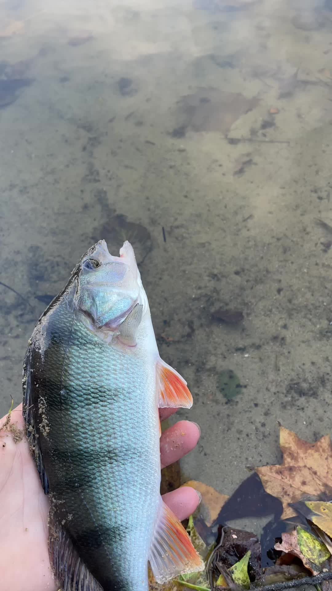 @Fishing With Igor 🐟🐠