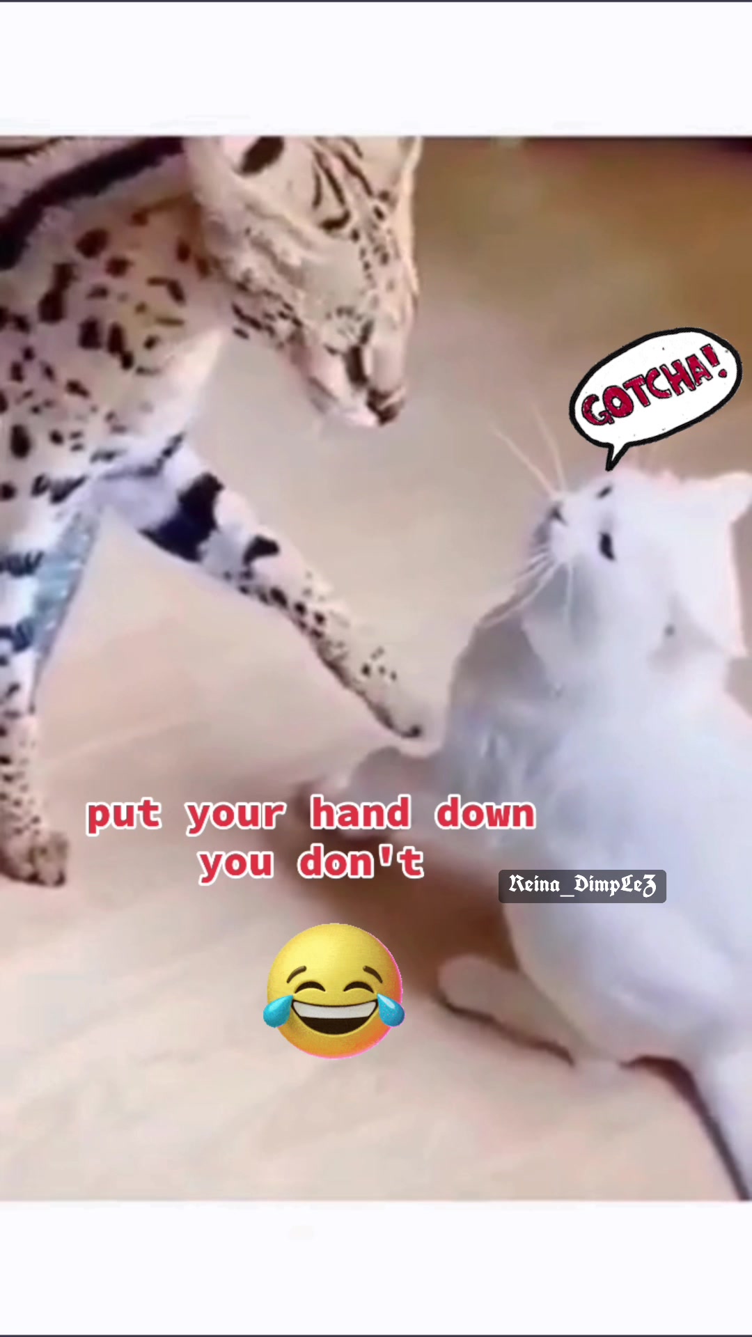 @reina_dimplez