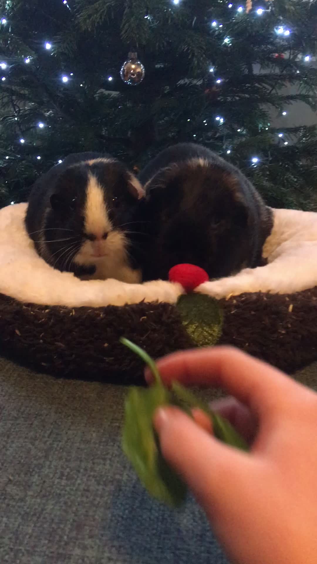 @Guinea pig tricks 🐹👍
