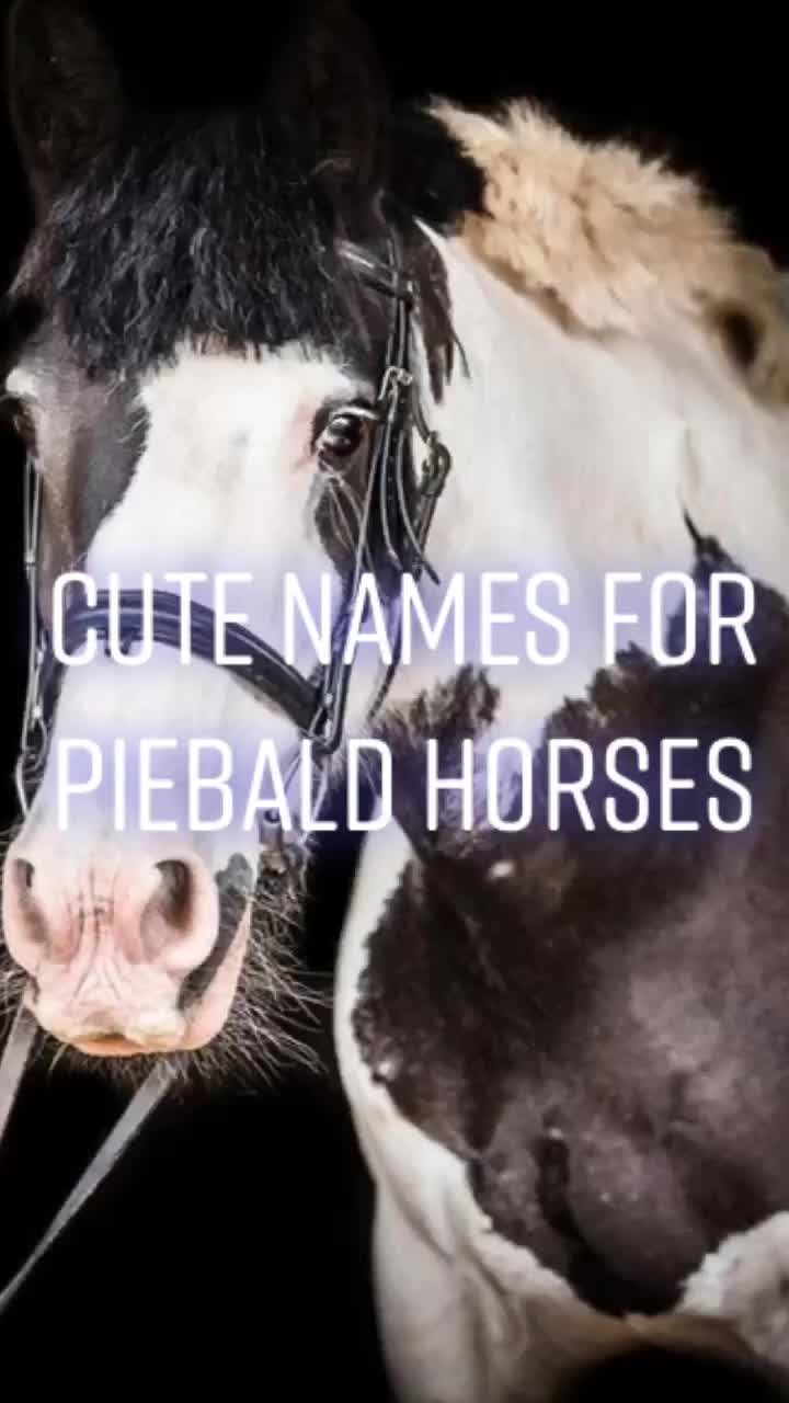 @Horse Editz!