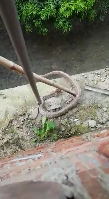 @alirajique