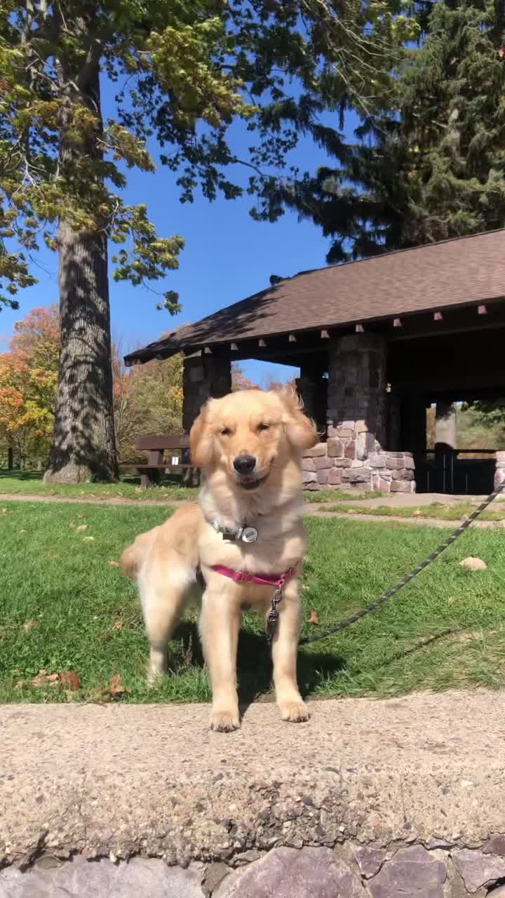 @Sunshine the Golden