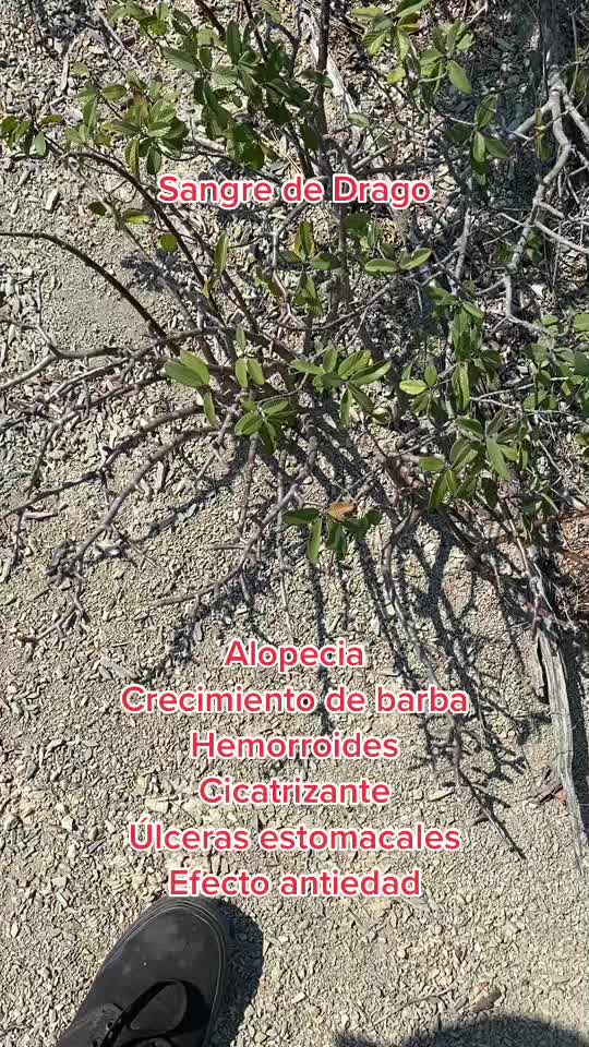 @ElHierbero