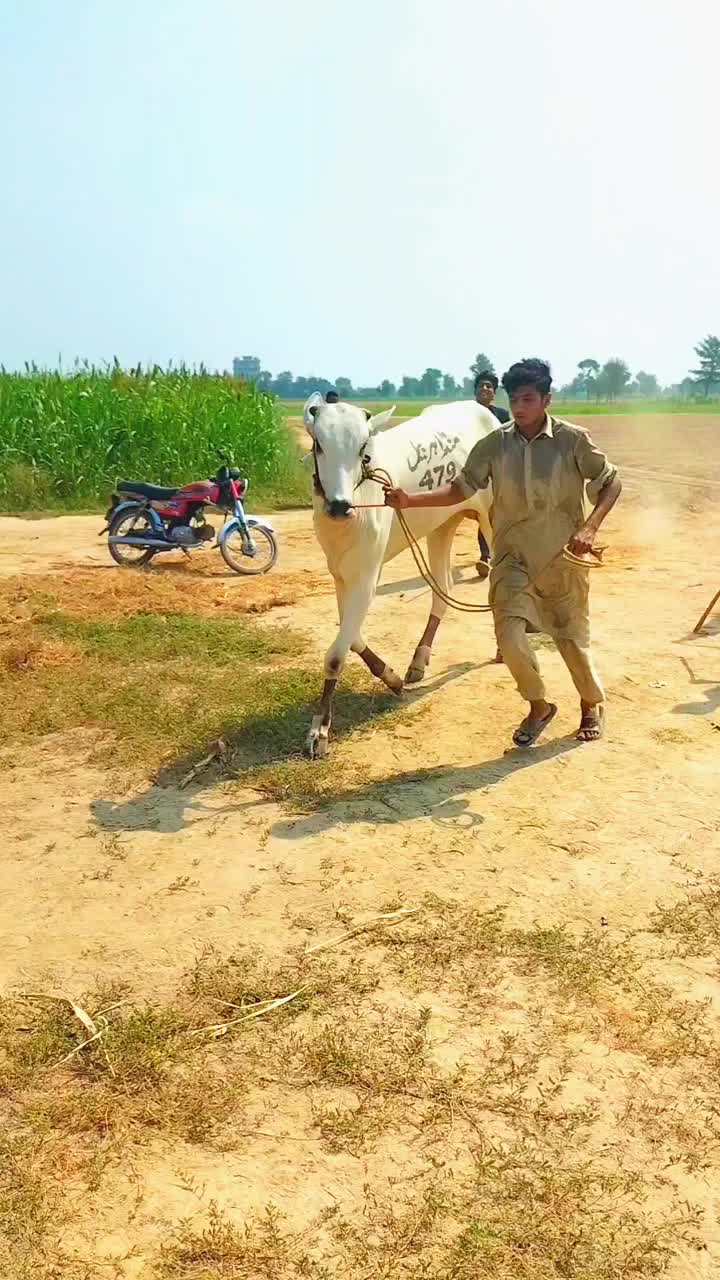 @منڈاہر بیل 4͓̽7͓̽9͓̽