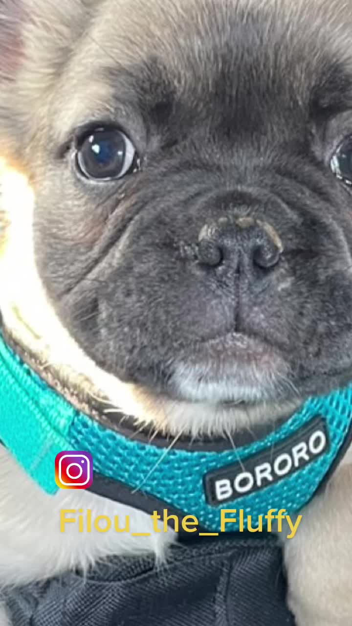@Black_Mountains_Bulldogs