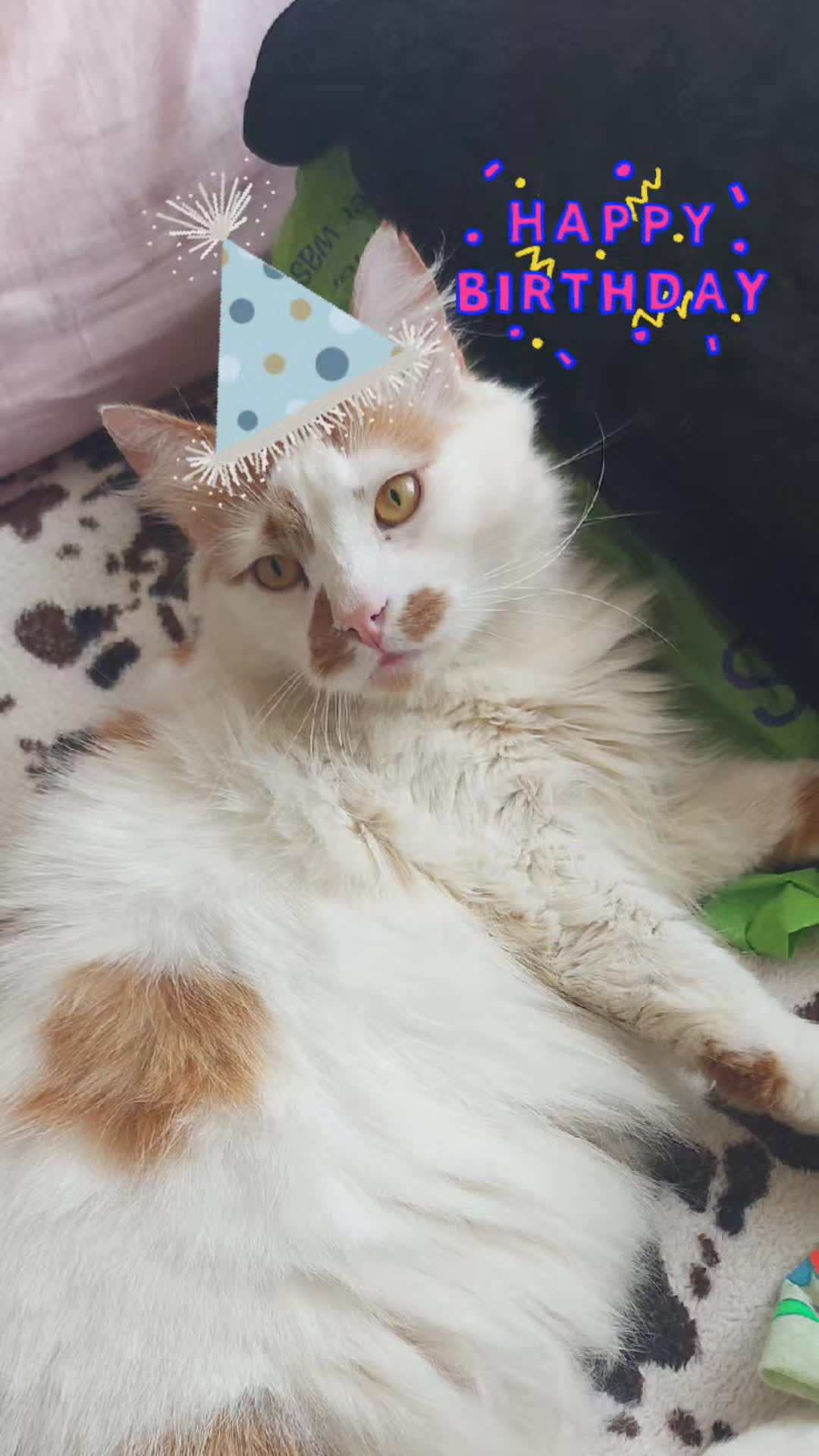 @Meowko