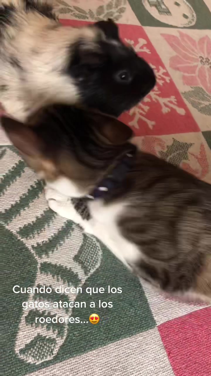 @иαtι ѕαez 🐣