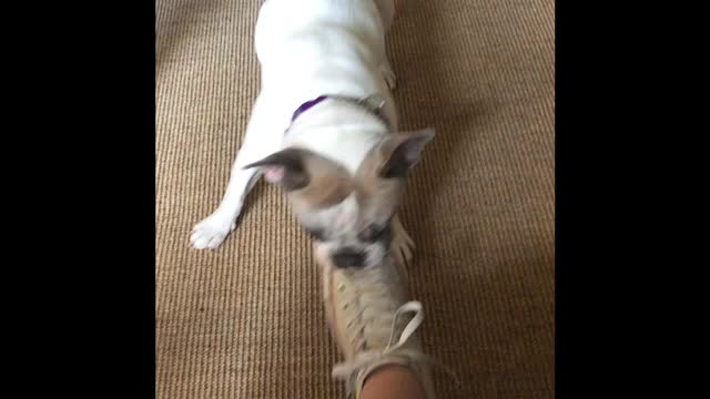 @discodogs13
