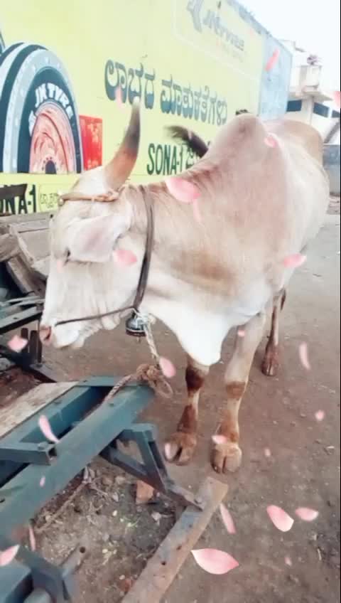 @mallikarjun tadasi
