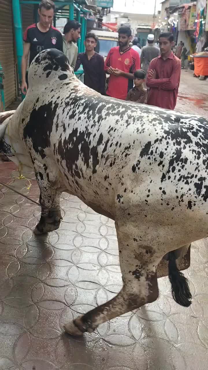 @rasoolbacha03
