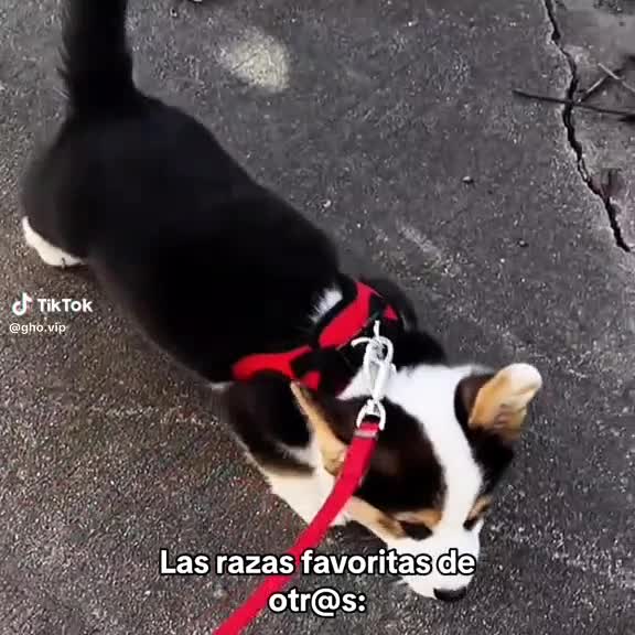 @hola se&ntilde;oresXD