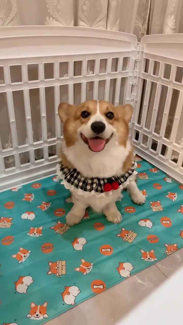 @vdogtv