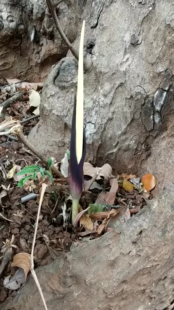 @हर्ष थोराड