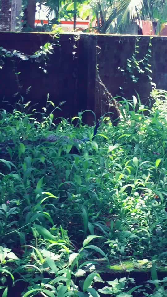 @suraj2315