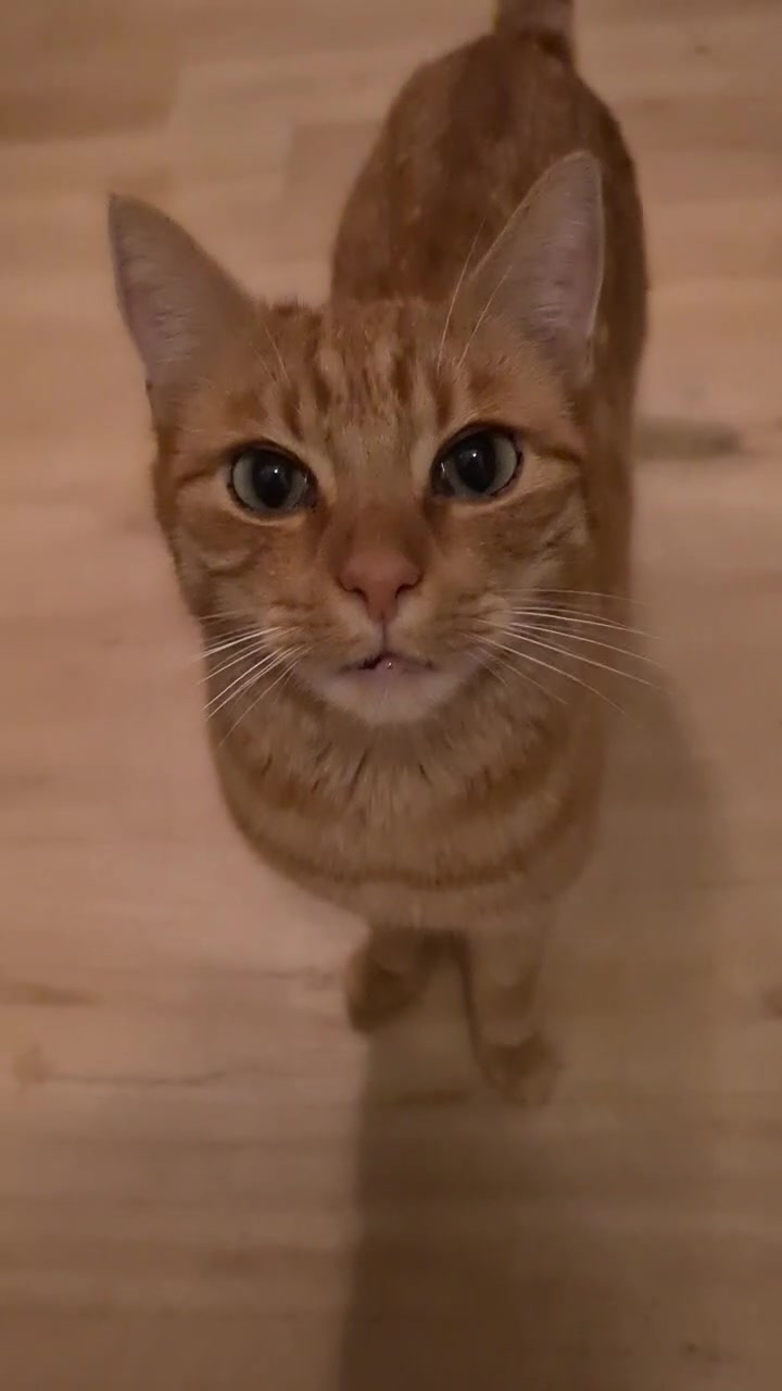 @5KidCat