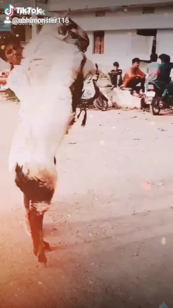 @&Aring;bh&icirc; M&oslash;nster