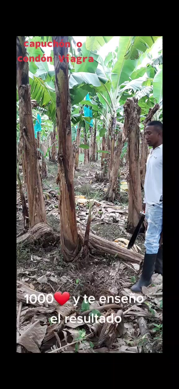 @Agricultura Banano y Plátano