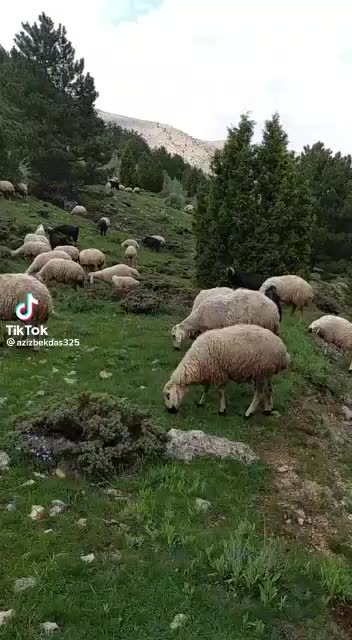@Elif Gökmen 45