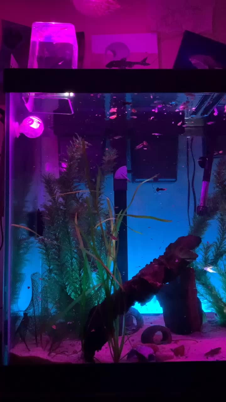 @Relaxing Fish 🦈😌