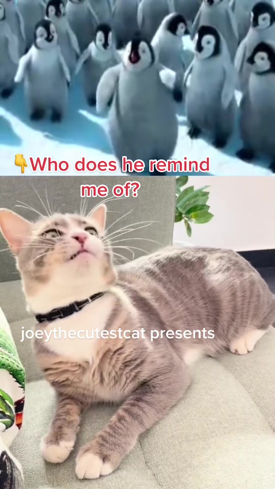 @Joeythecutestcat