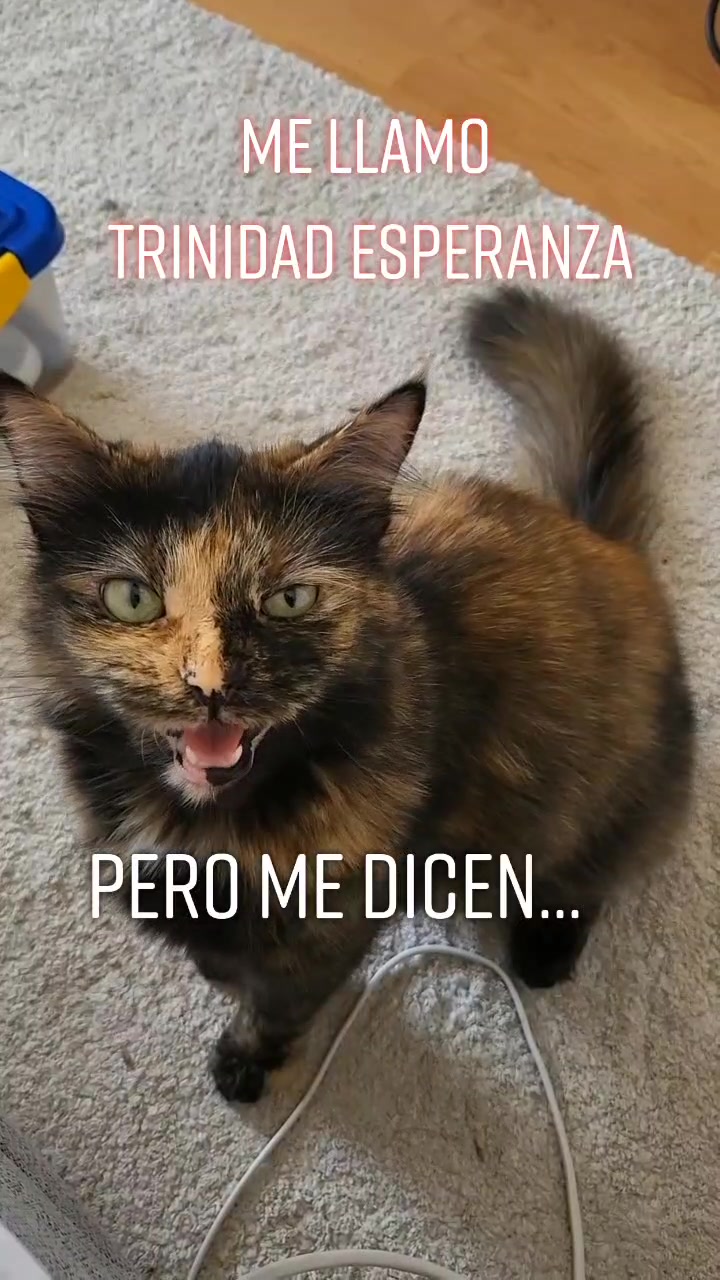 @Trini Cat