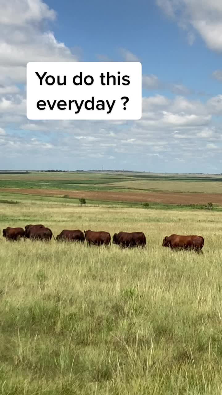 @BoshoffBonsmaras