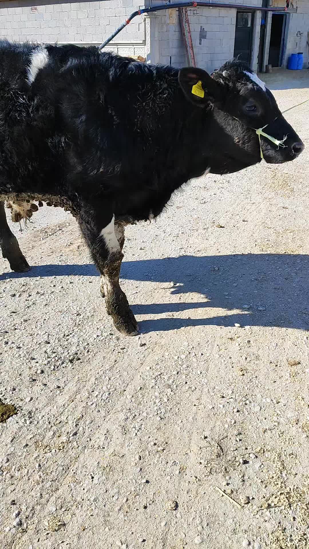 @mücahit bozdag