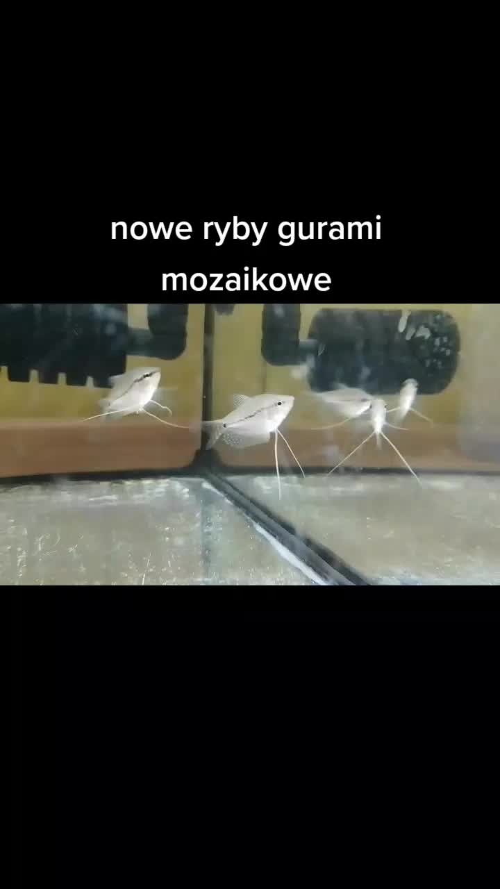 @🐟Mój wodny świat🐟