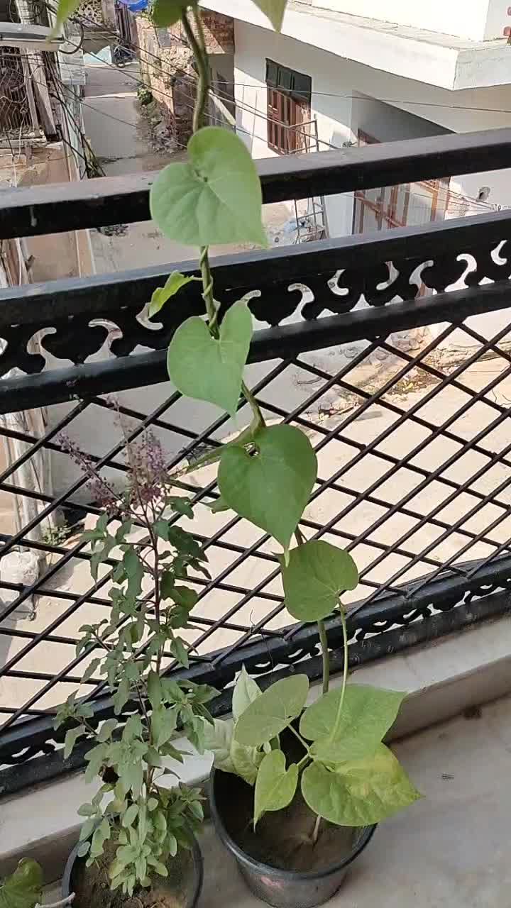 @sonupandit.7043