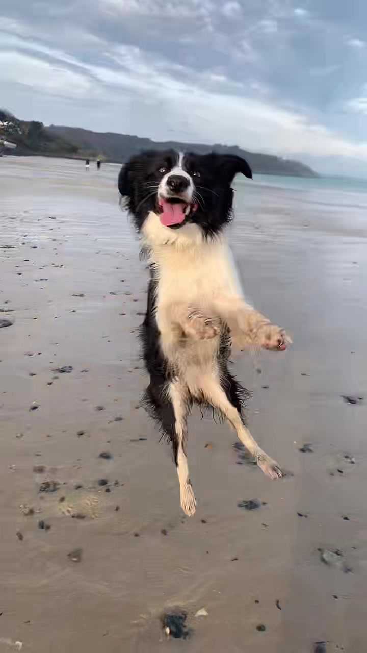@PacoPacoPaco_le_chien