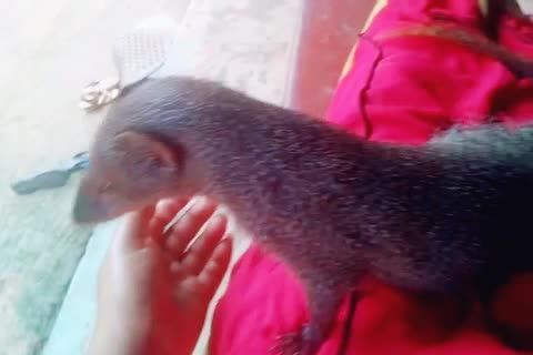 @pinjuru
