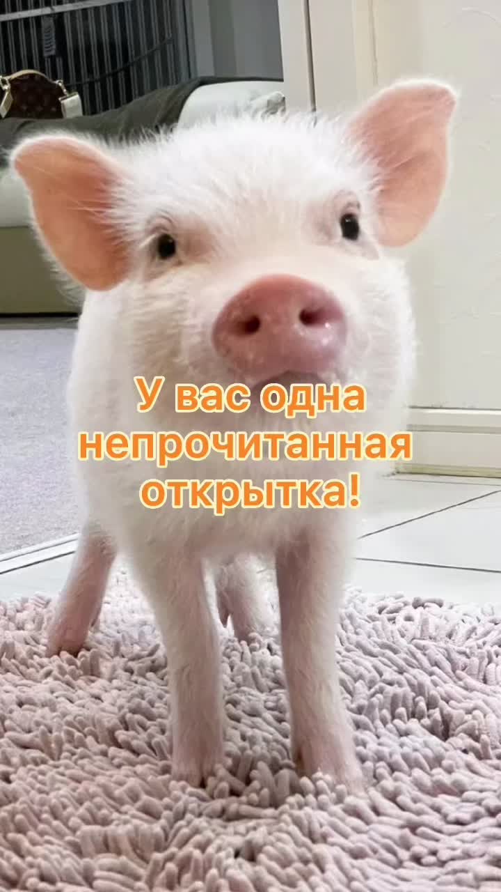 @GartonGatti