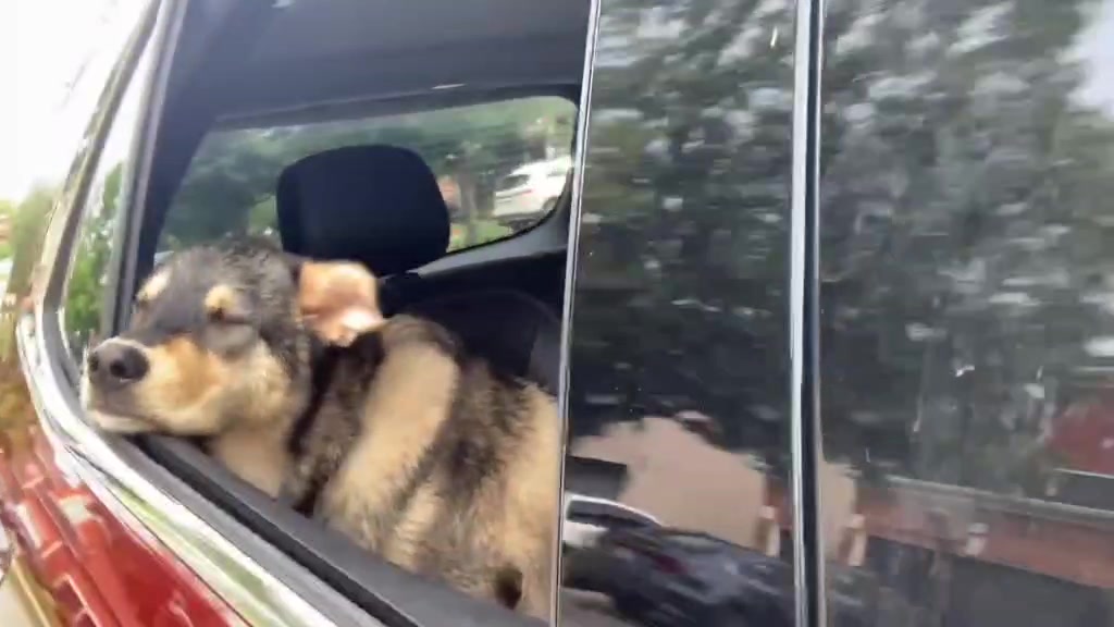 @joeytherescue