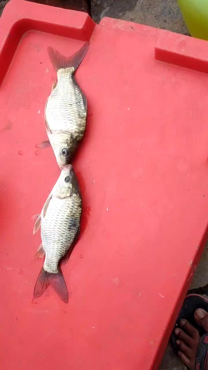 @stylishreeehari