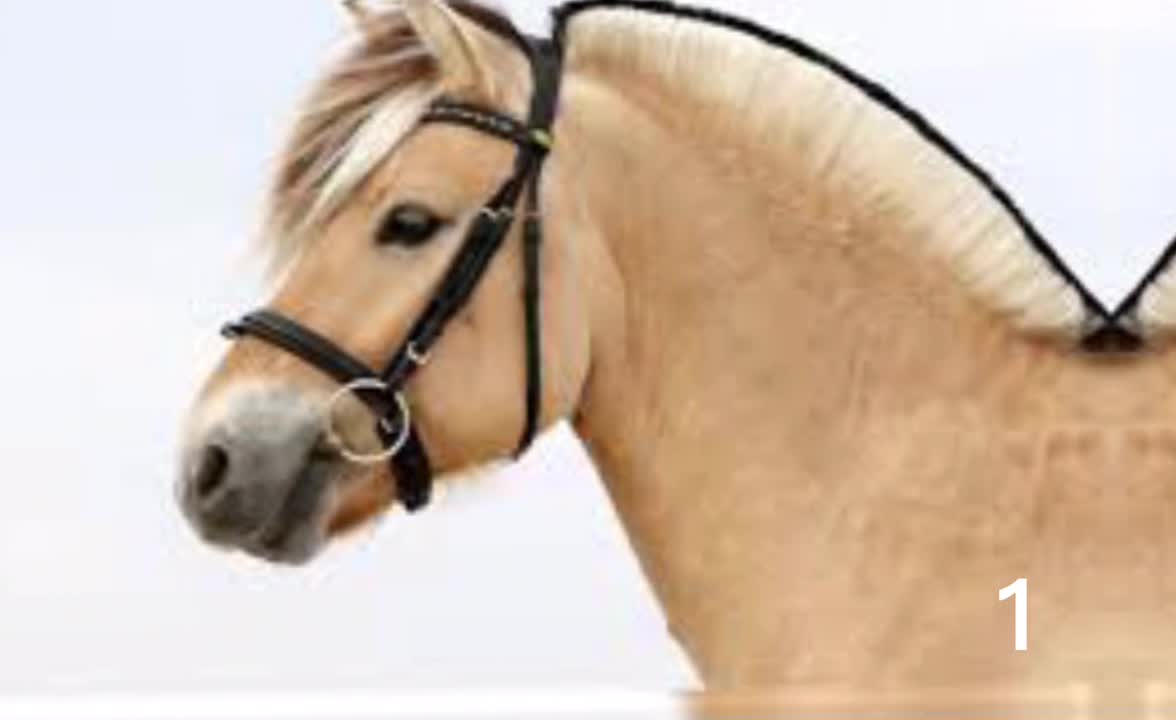 @Horses