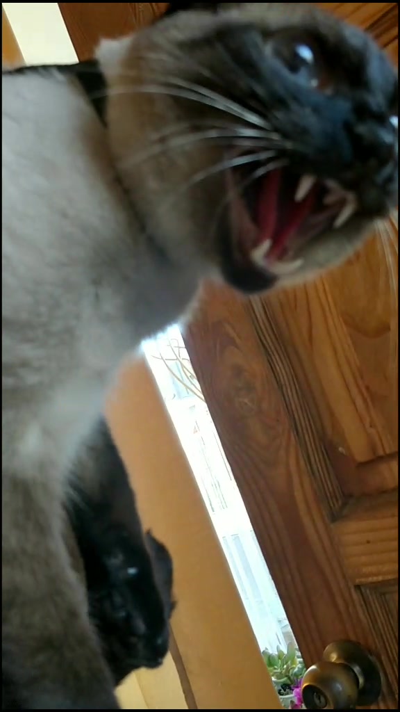 @Titan the Cat