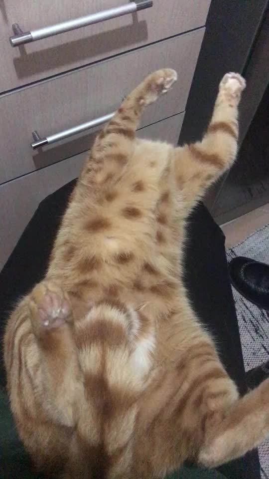 @Kedidir kedi&hearts;️