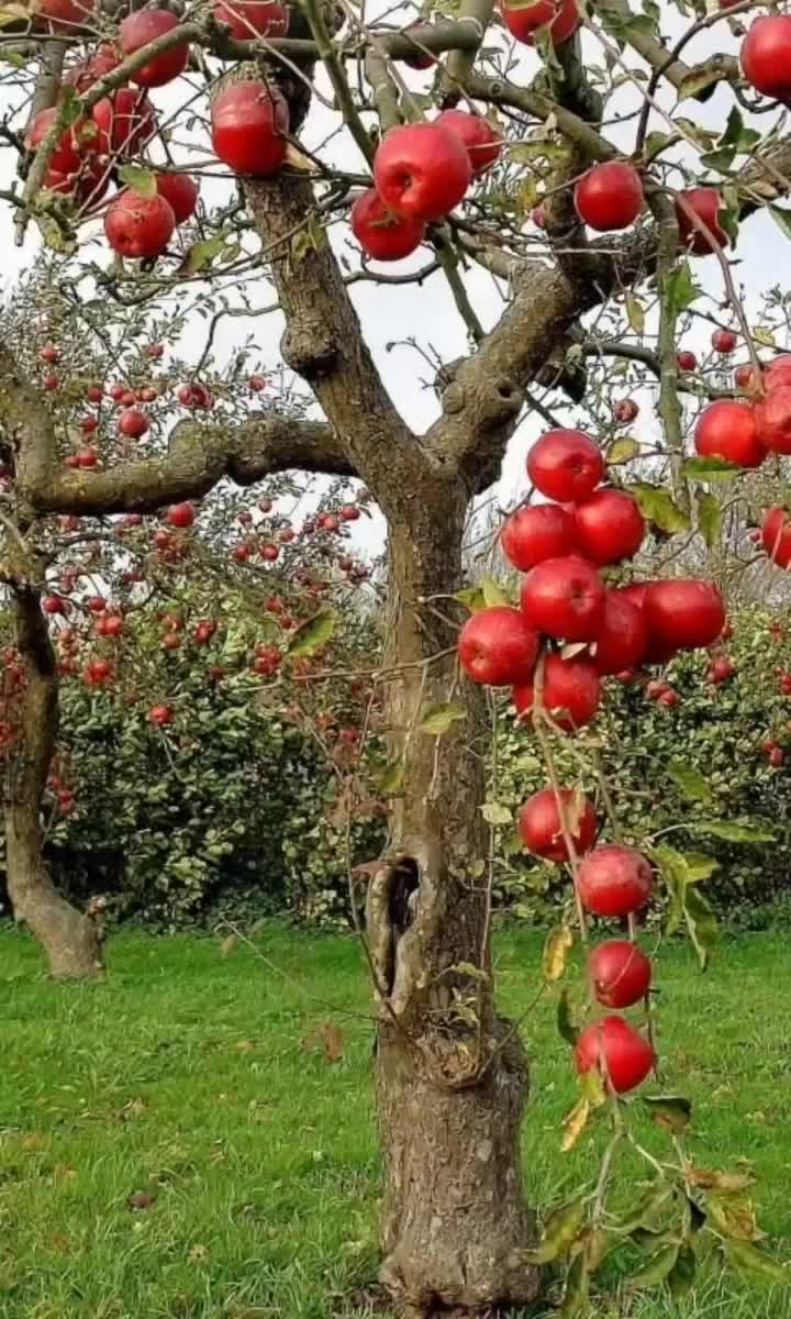 @soft_prenses