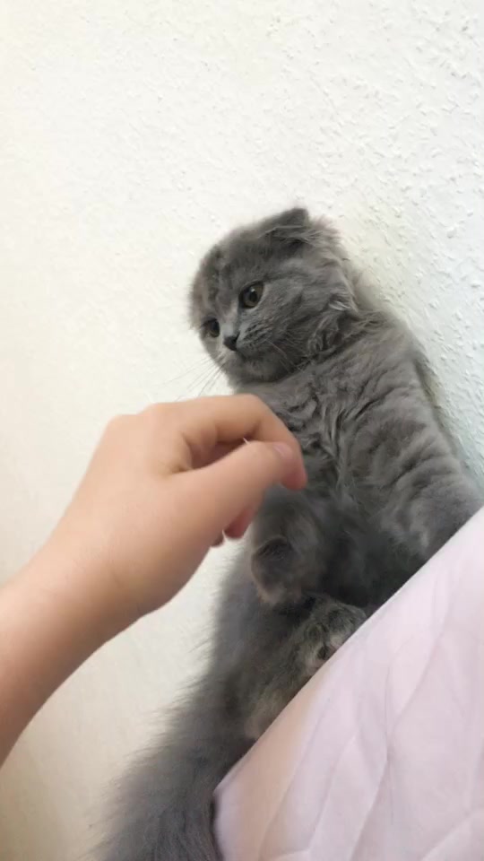 @Lili🐱❤️