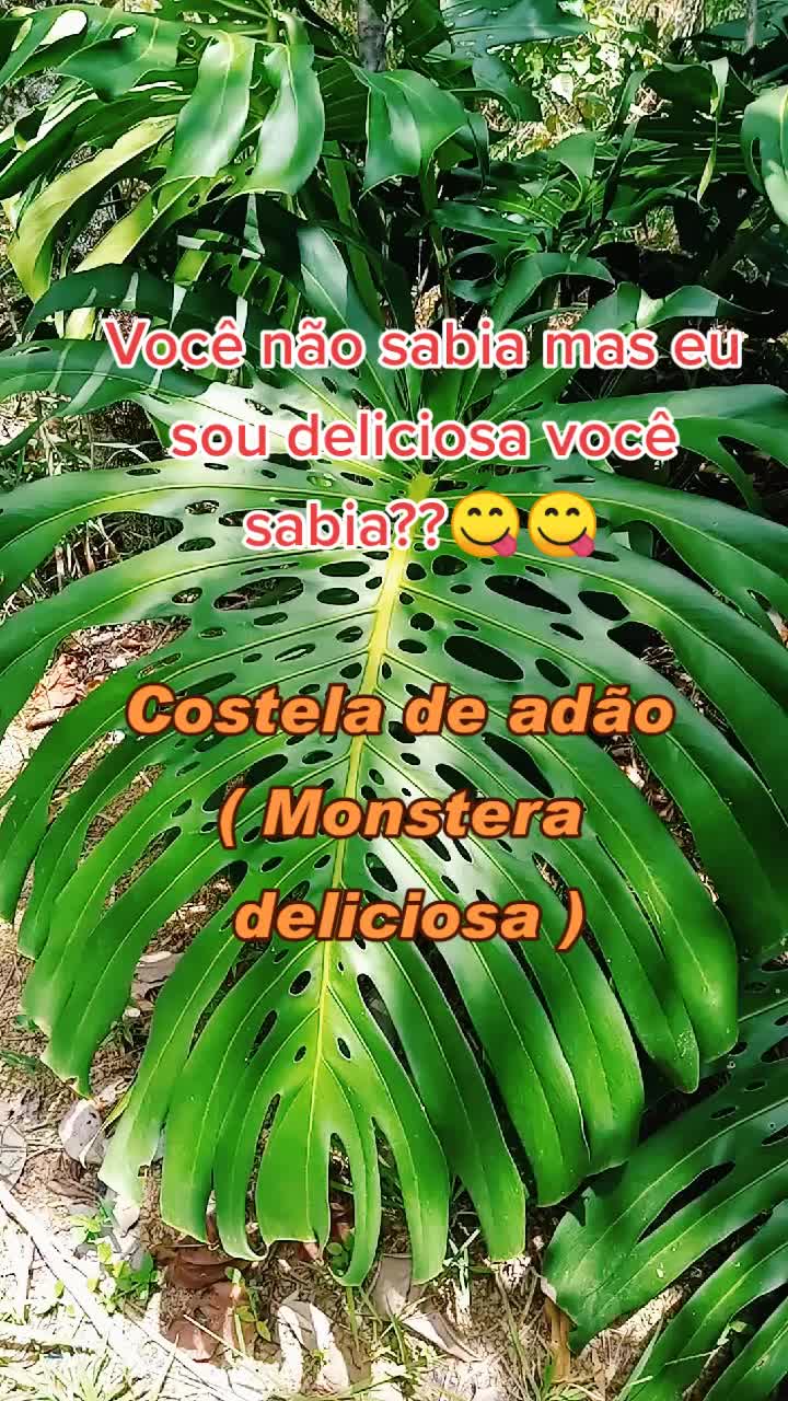 @Plantas