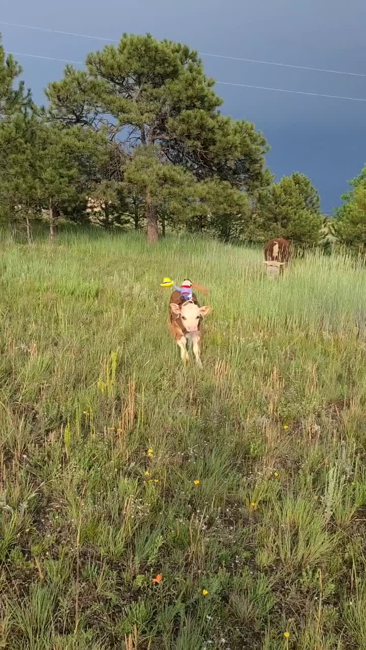 @Gimmeapony
