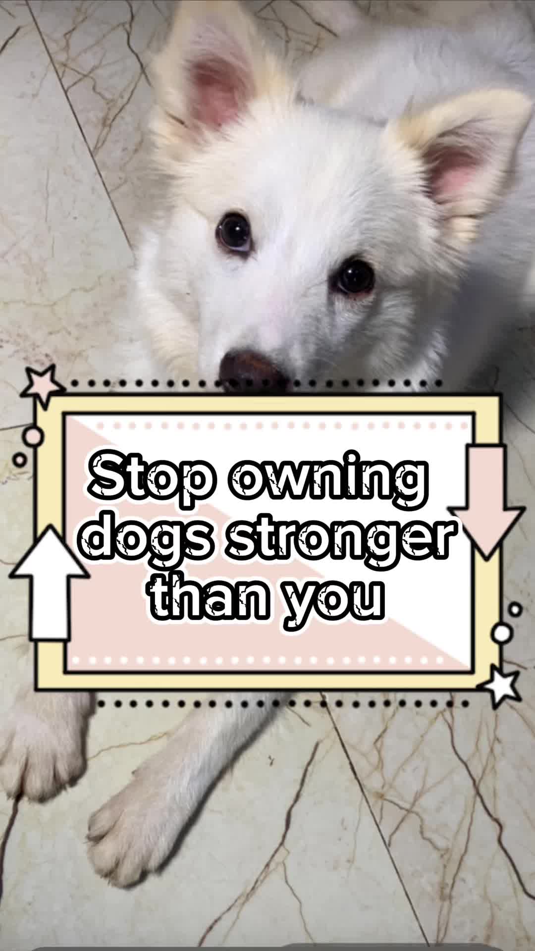 @White Canine