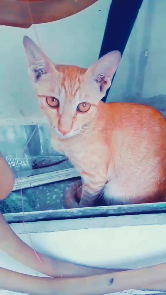 @TikTok Viewer