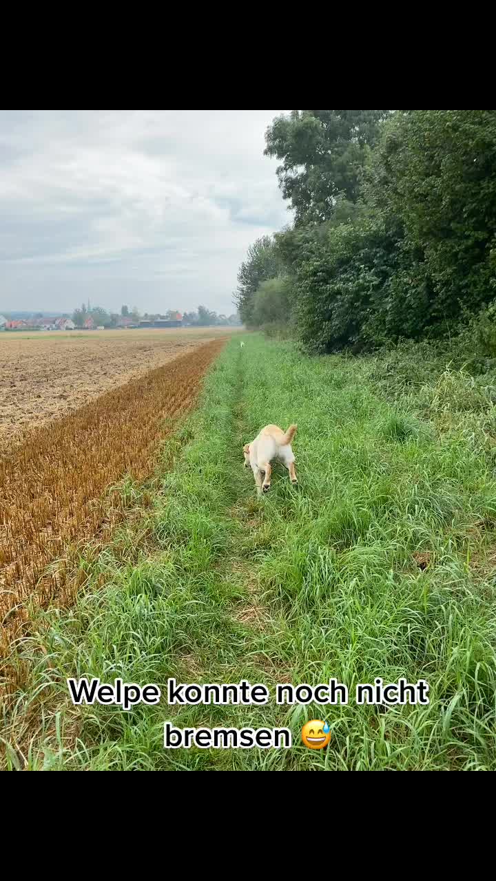 @harzerhunde