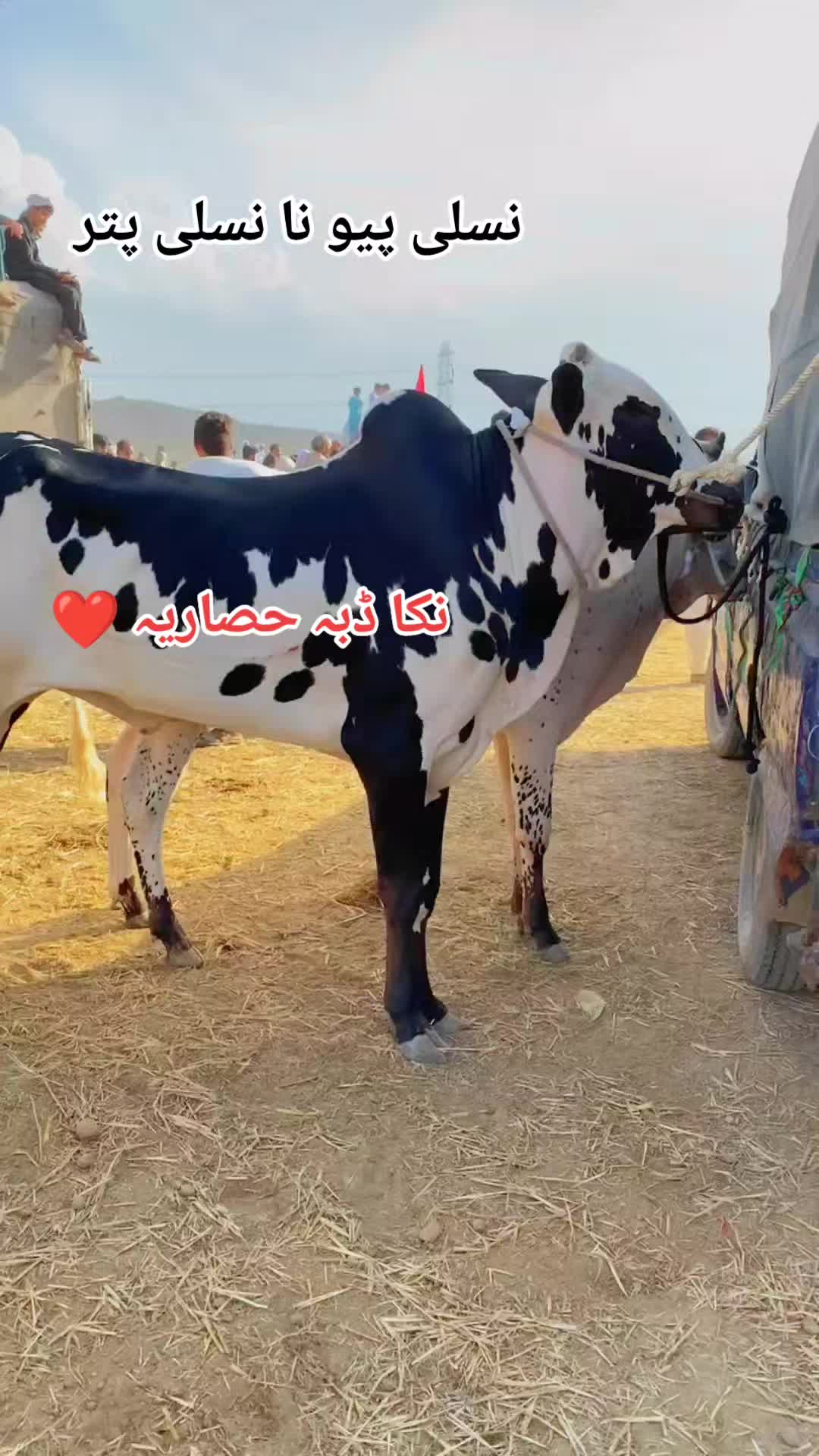 @راجہ عزیر حصار