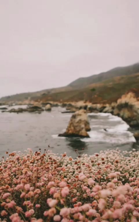 @s u n f l o w e r