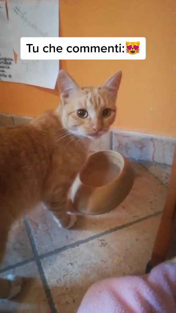 @Miele🐱🐈