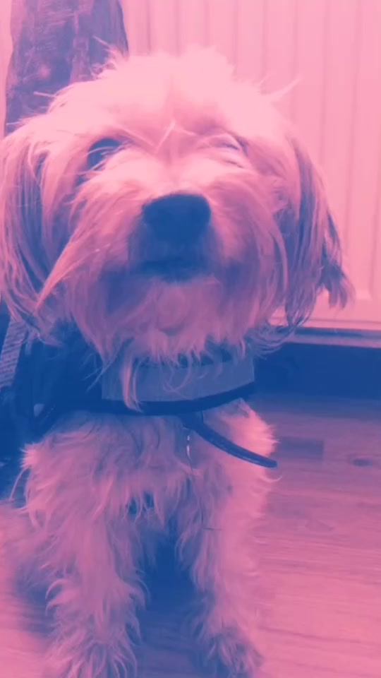 @🐾l&iuml;st&atilde;&iuml;l🐾