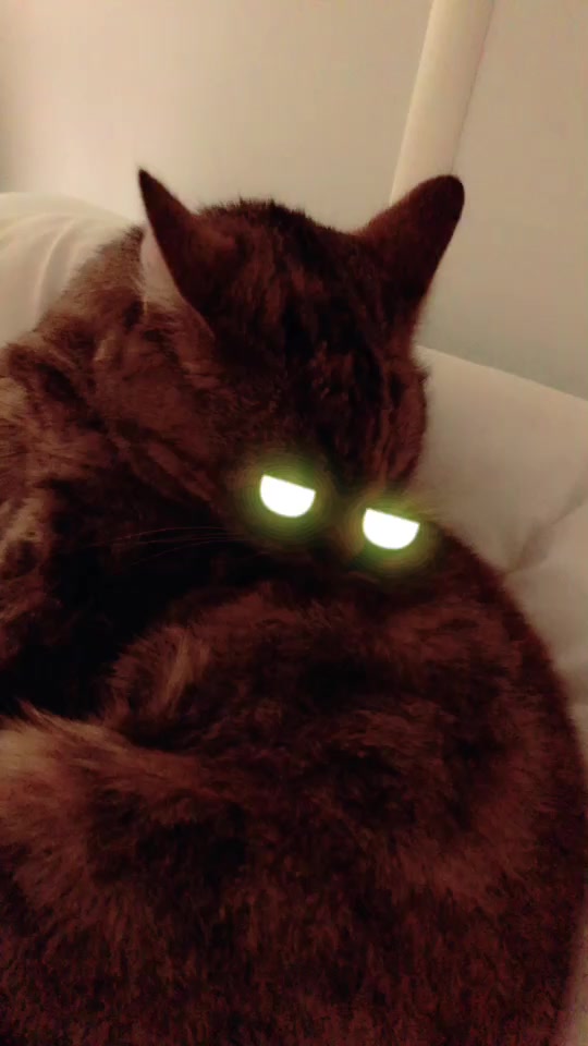@Kitty02 🐈 🇳🇴