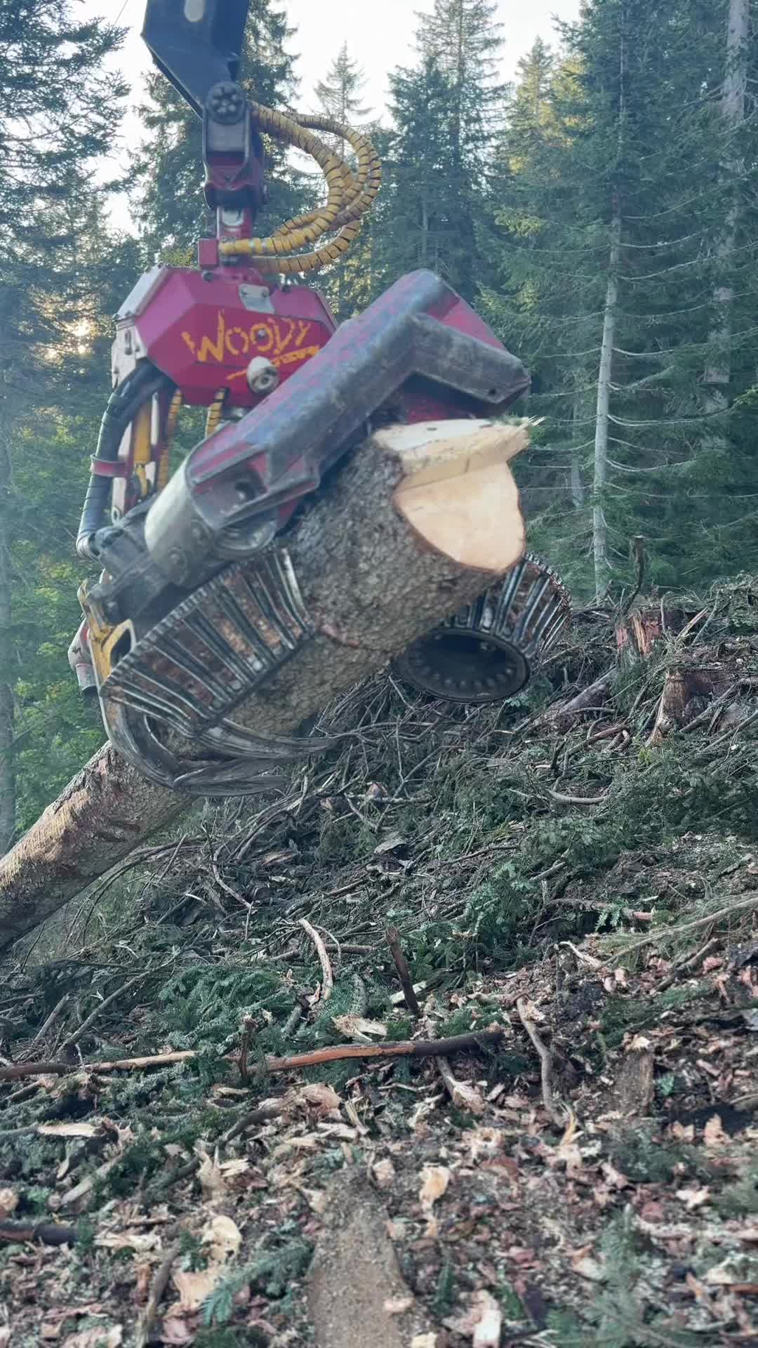 @forestexport